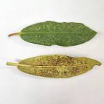 Lace Bug damage to Rhody leaf (Sunnyside Nursery)