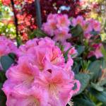 Rhododendron Cody (Sunnyside Nursery)