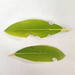 Root Weevile damage to Rhody leaf (Sunnyside Nursery)