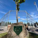 A plaque recognizes the contributions of Chris Langsea to Mill Creek Little League, including the leading of lights being installed at Field 2 at Willis Tucker Park in Snohomish, Washington. (Aaron Coe / The Herald)