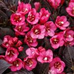 Weigelia Coco Chill