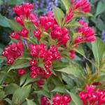 PHOTOS BY Monrovia
Weigelia Crimson Kisses