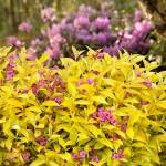 Monrovia
Weigelia Golden Jackpot