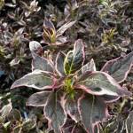 Sunnyside Nursery
Weigelia My Monet Purple Effect