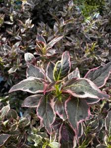 Sunnyside Nursery
Weigelia My Monet Purple Effect