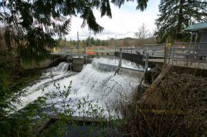 Water tumbles over the top of the Woods Creek Hydroelectric Project and down to a natural waterfall below on Thursday, April 13, 2023, in Monroe, Washington. Tours this year will take place May 15-16. (Ryan Berry / The Herald)