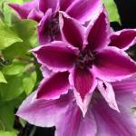 Sunnyside Nursery
Boulevard Yuan Clematis