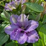 PHOTOS BY Sunnyside Nursery
Clematis Boulevard Sacha