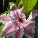 Clematis Vancouver Mystic Gem