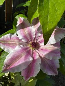 Clematis Vancouver Mystic Gem
