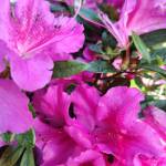 Azalea Double Shot Grape (Sunnyside Nursery)