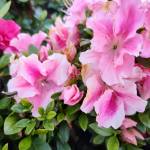 Azalea Double Shot Lavender (Sunnyside Nursery)