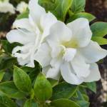 Azalea Perfrecto Mundo White (Sunnyside Nursery)