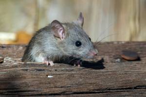 Hantavirus exposure may occur if a person breathes in contaminated dust after disturbing or cleaning rodent droppings or nests. It may also occur if someone lives or works in rodent-infested settings. (Joshua J. Cotten photo.)